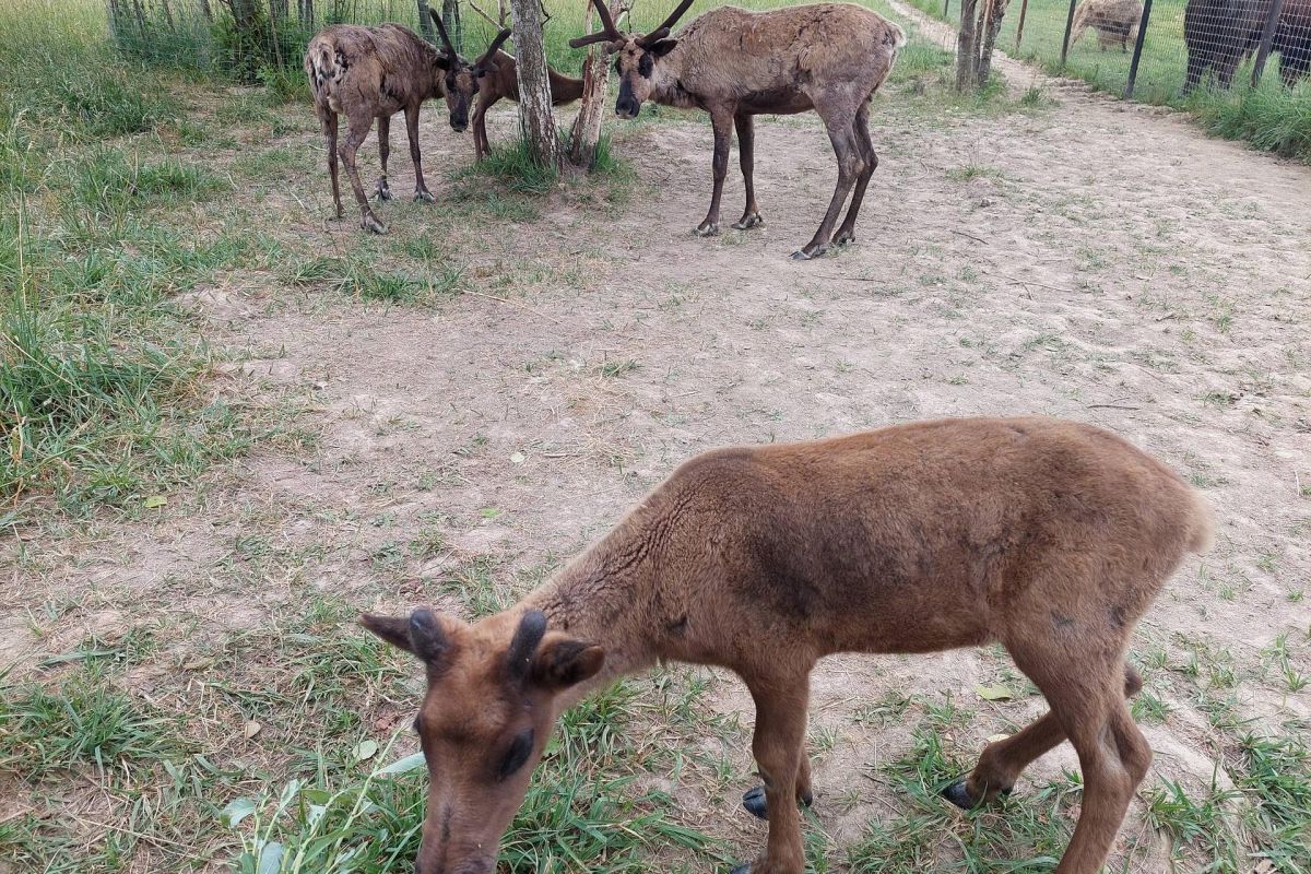 По старой Смоленской дороге. Бородино с посещением Сафари-парка. Группы