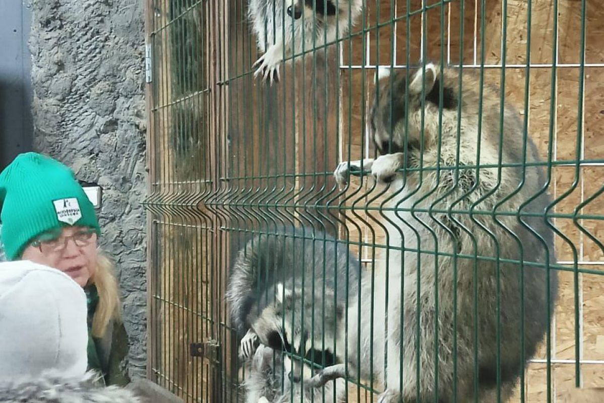 Секрет настоящего северного праздника  на Зооферме Шихово